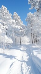 Obraz premium Snow blankets the ground and trees as the sun shines in a serene winter landscape