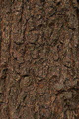 Brown pine wood texture