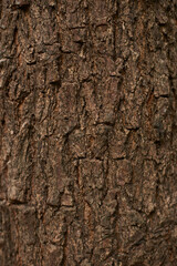 Naklejka premium Brown tree trunk texture