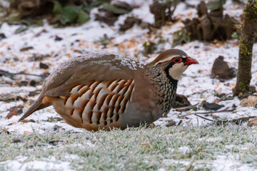 Red legged partridge still with overnight snow on the back.