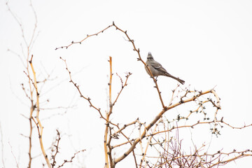 Bird on a branch