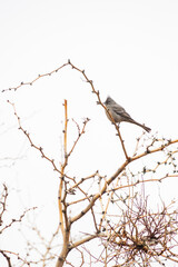 Bird on a branch