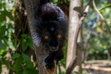 Black lemur (Eulemur macaco), Male, Madagascar nature

