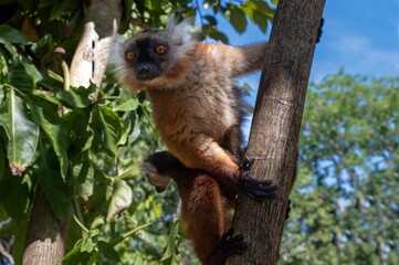 Black lemur (Eulemur macaco), female with cub. Madagascar nature.