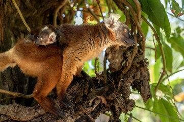 Black lemur (Eulemur macaco), female with cub. Madagascar nature.