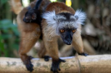 Fototapeta premium Black lemur (Eulemur macaco), female with cub. Madagascar nature.