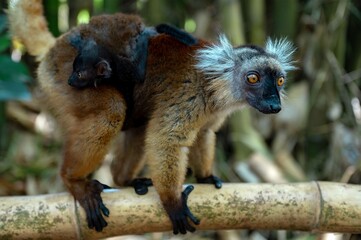 Black lemur (Eulemur macaco), female with cub. Madagascar nature.