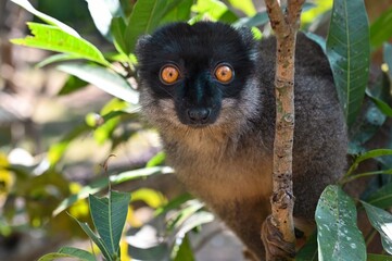 Common brown lemur - close up, portrait Eulemur fulvus , Madagascar nature. 