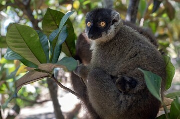 Common brown lemur - close up, portrait Eulemur fulvus , Madagascar nature. 