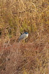 Black-crowned Night-Heron standing in tall brown grass
