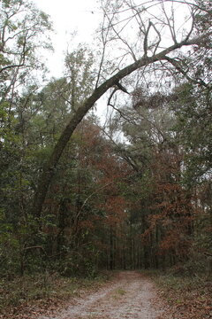 path in the woods