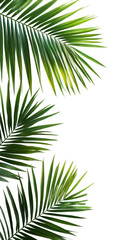 Obraz premium Symmetrical arrangement of three palm fronds studio high fidelity minimalist close-up nature aesthetics isolated on transparent background png