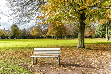 Fototapeta premium Autumn Leaves in Park: A tranquil park scene with trees in vibrant fall colors, leaves scattered on the ground, and a lone bench