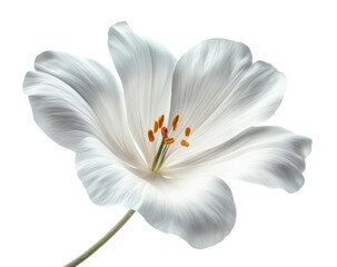 Delicate flying white flower background high fidelity nature minimalist aesthetic isolated on transparent background png