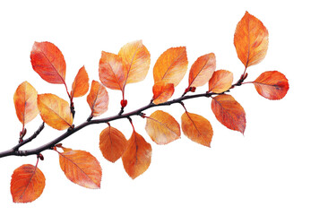 Fototapeta premium Autumn branch with colorful leaves on nature high fidelity minimalist style isolated on transparent background png