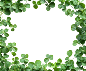 Clover leaf frame composition nature decorative graphic green environment close-up view botanical concept for isolated on transparent background png
