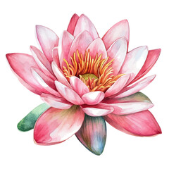 A watercolor of a water lily, isolated on a white background. Water lily vector.
