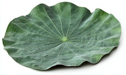 Large lotus leaf, smooth surface, veins visible , stock photo, green, plant