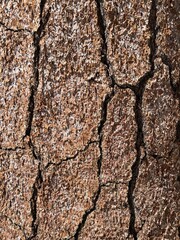 Ponderosa Pine Tree Bark