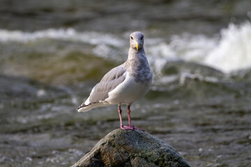Seagull on a rock in the river