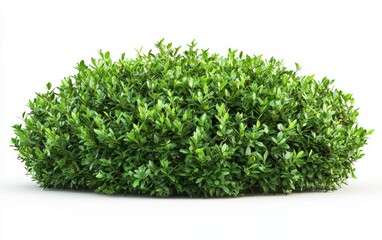 Fototapeta premium A dense green bush with rounded leaves isolated on a clean white background