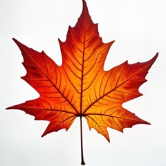 Obraz premium Vibrant autumn maple leaf cut out. Isolated colourful red yellow orange fall leaf. Detailed leaf veins. Natural fall season tree leaf. Autumnal theme. Detailed texture of maple leaf. Natural light.