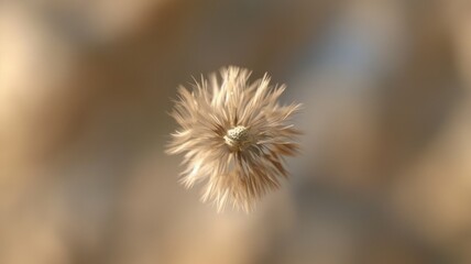 Obraz premium Close-up of a fluffy, beige seed head against a blurred background. The seed head is round and detailed, showing individual strands.