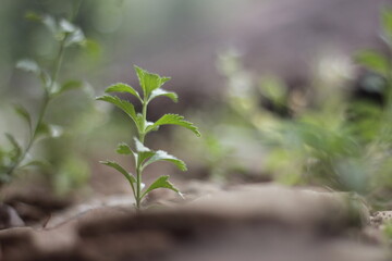 background plant in the forest