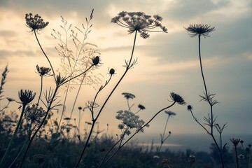Silhouettes of wildflowers collection
