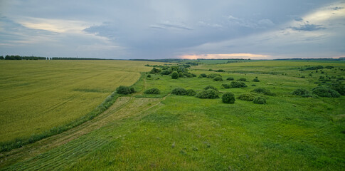 Fototapeta premium Field of grass with a few trees in the background