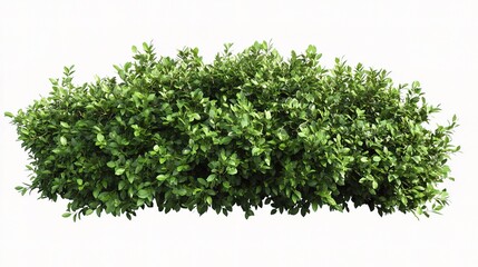 Obraz premium Isolated Green Bush on a Transparent Background for Graphic Use