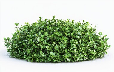 A dense green bush with rounded leaves isolated on a clean white background
