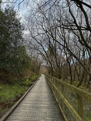 bridge in the forest