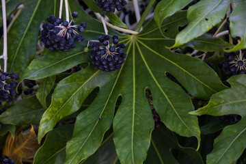 Japanese aralia with purple fruit