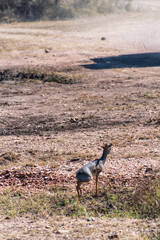 Telephoto of two Dik Diks - Madoqua kirkii- hiding in the bushes of the Serengeti, Tanzania