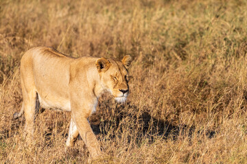 Telephoto of a female lion -Panthera Leo- in the Serengeti, Tanzania