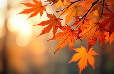 Vibrant orange maple leaves on branch at autumn. Warm sunlight. Beautiful fall colors. Sunny day in park. Autumn vibes. Nature scene. Colorful foliage. Golden hour. October. Copy space. Autumn season.