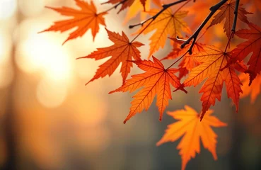 Fototapete Vibrant orange maple leaves on branch at autumn. Warm sunlight. Beautiful fall colors. Sunny day in park. Autumn vibes. Nature scene. Colorful foliage. Golden hour. October. Copy space. Autumn season. © Pete