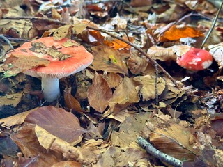 Red Russula mushrooms on a leaf-covered forest floor in autumn woods