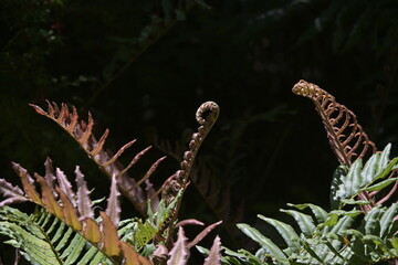 leaves of a fern
