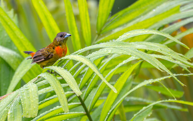 Female cherrie's tanager perched on a bright green plant.