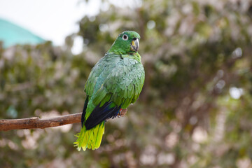 Vibrant Parrot Perched on a Branch