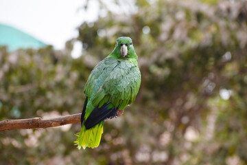 Colorful Bird in branch