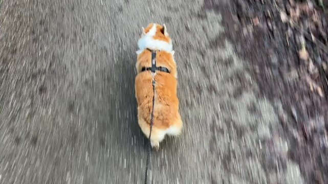A corgi walking on a quiet mountain path captured from above