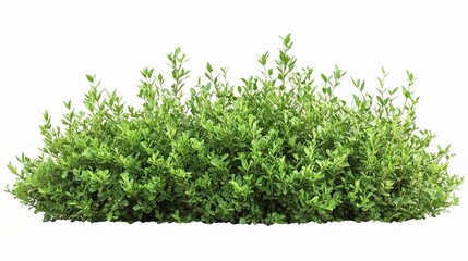 Isolated Green Bush on White Background Perfect for Design Projects