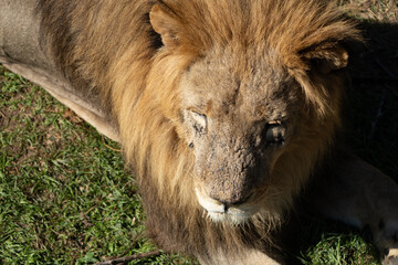 Lion Resting Grass Close-up - A close-up image of a lion resting in the grass, likely taken at a zoo or wildlife preserve.