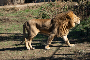 Naklejka premium Lion, Zoo, Walking - A male lion walks in a zoo enclosure.