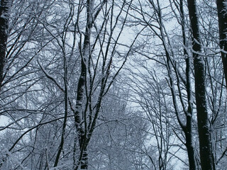 Snowy treetops at the Kottenforst forest in Bonn, Germany in January