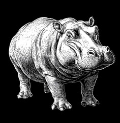 Fototapeta premium hand drawn style, hippopotamus isolated on white