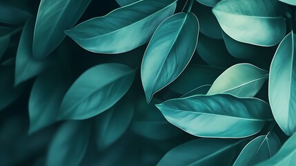 Teal Green Leaves Lush Tropical Foliage Background